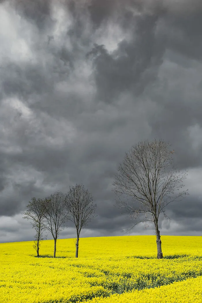 Gris y amarillo
