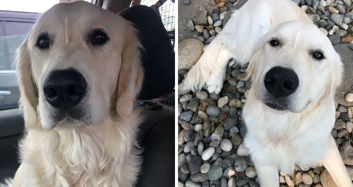 Hey Mom. I Know You Are Dead And Were Not The Most Supportive But This Is Glacier. He Is My Soon To Be Service Dog. You Might Have Called Me A Psychotic Bit*ch But I Have Schizophrenia And I Am Proud To Say That I Am A Person With Schizophrenia. I Am Tired Of Hiding That This Is Something I Have