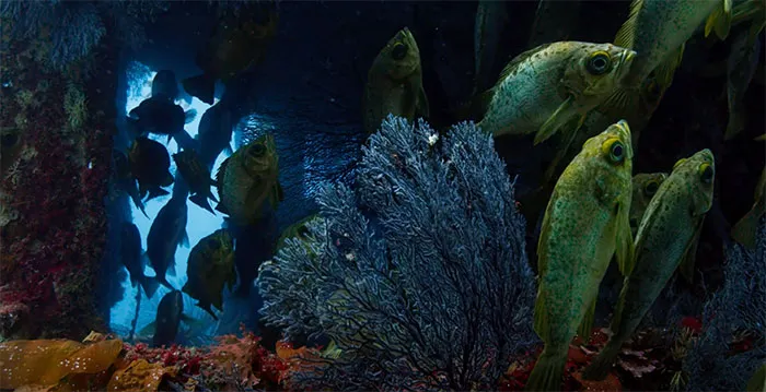 Blue Planet