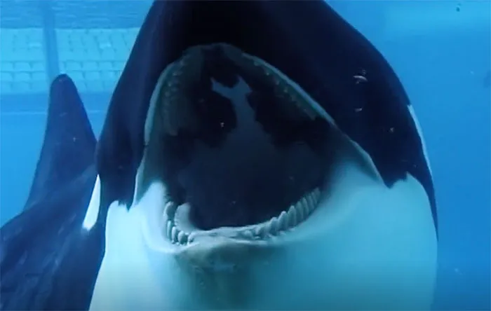 Blackfish