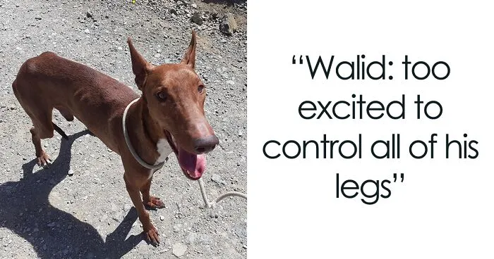 We See Dogs Develop And Grow At The Adana Dog Rescue Center, Here's The Story Of Some Of Our New Arrivals (11 Pics)