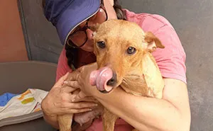We See Dogs Develop And Grow At The Adana Dog Rescue Center, Here's The Story Of Some Of Our New Arrivals (11 Pics)
