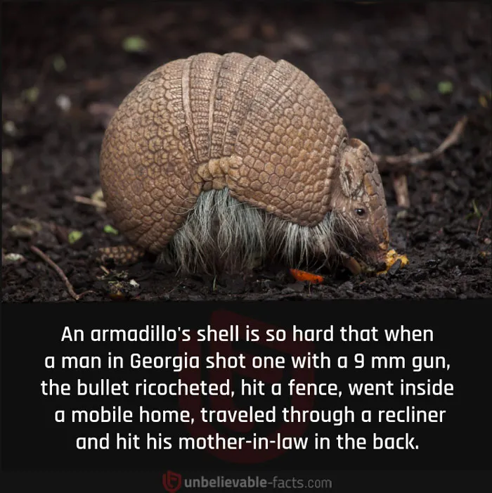 50 Intriguingly ‘Unbelievable Facts’ Perfect For Those Who Want To Test Their Knowledge Or Learn Something New