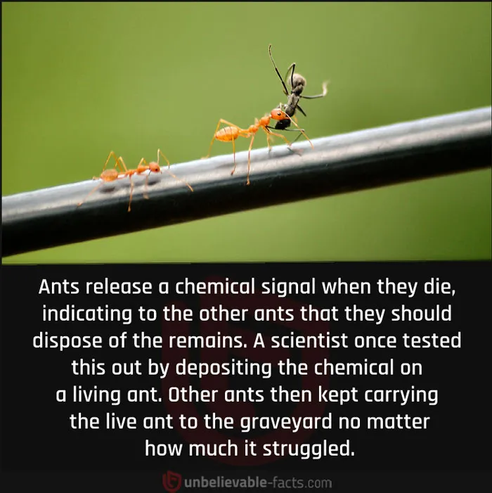 50 Intriguingly ‘Unbelievable Facts’ Perfect For Those Who Want To Test Their Knowledge Or Learn Something New