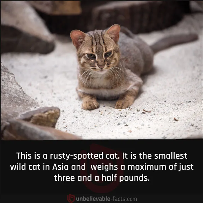 50 Intriguingly ‘Unbelievable Facts’ Perfect For Those Who Want To Test Their Knowledge Or Learn Something New