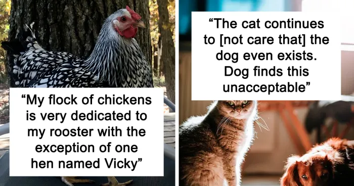 40 Owners Of Multiple Pets Share The Dramas They Get To Witness