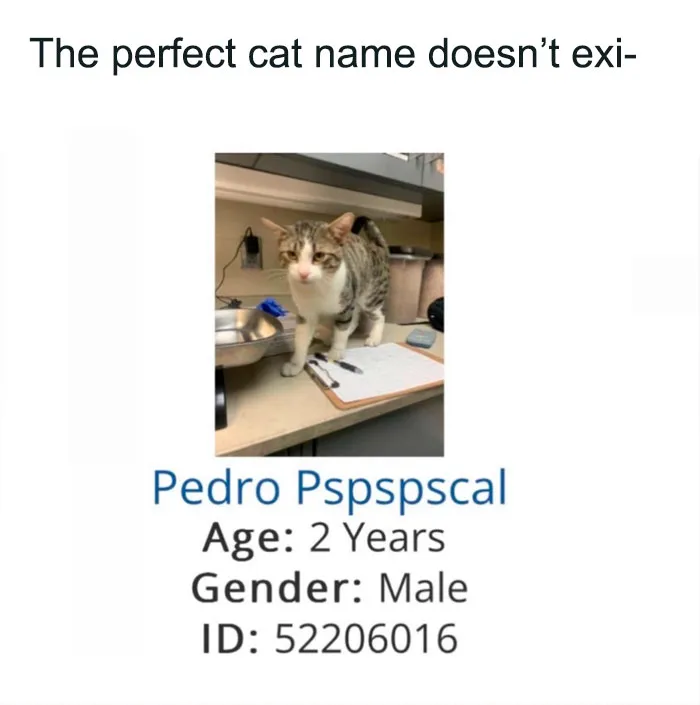 52 Pedro Pascal Memes Even Non-Fans Will Find Hilarious