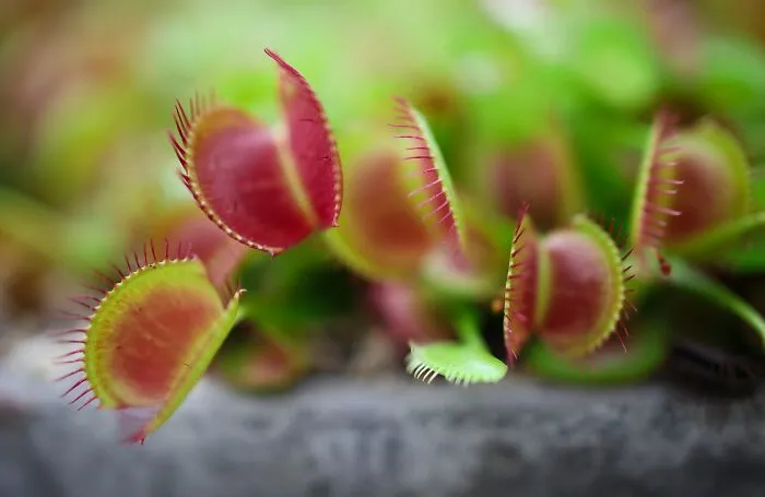 Venus Flytrap (Dionaea Muscipula)