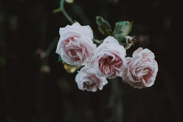 Roses Play A Part In Father’s Day Celebrations