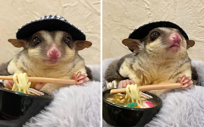 Sugar Glider Eating Udon Noodles