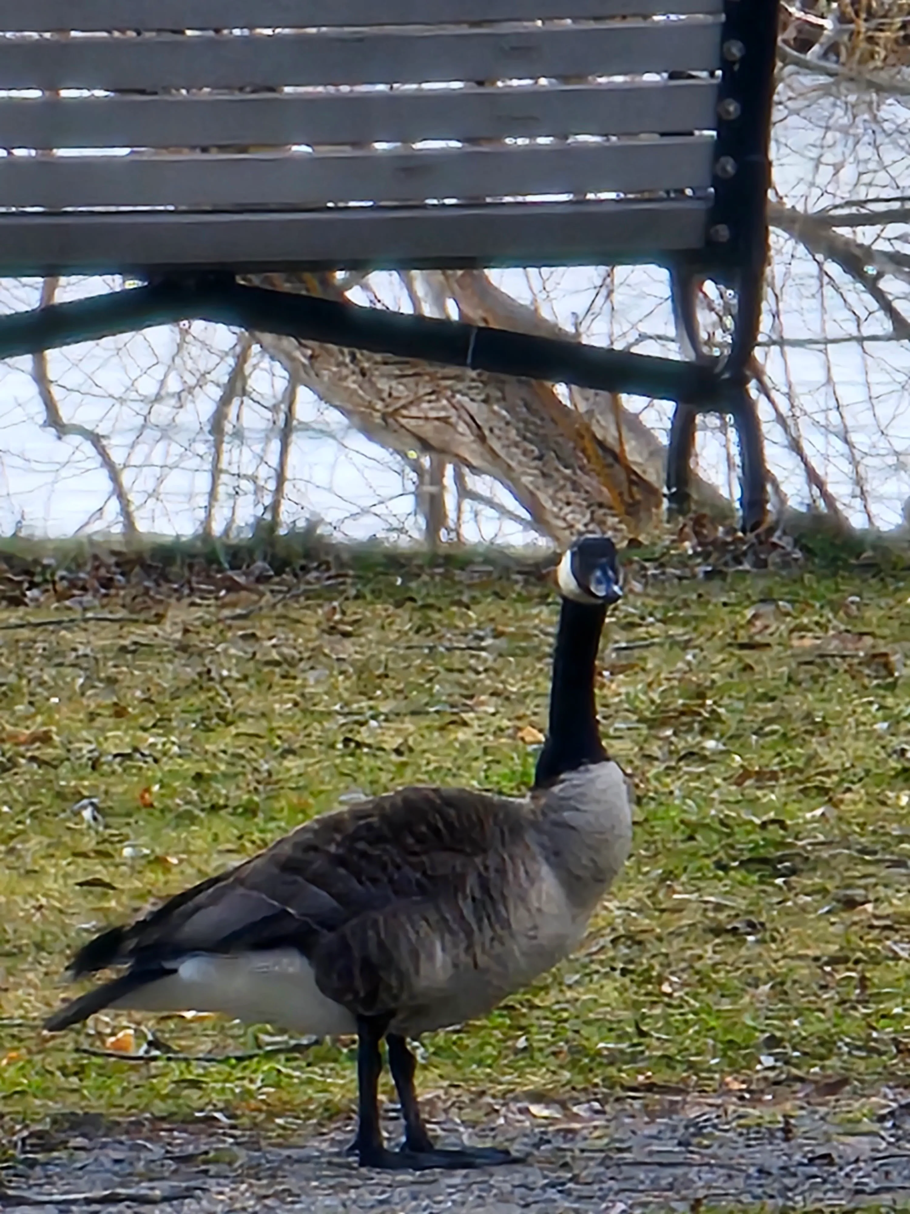 Post A Bird