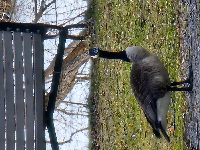 Goose