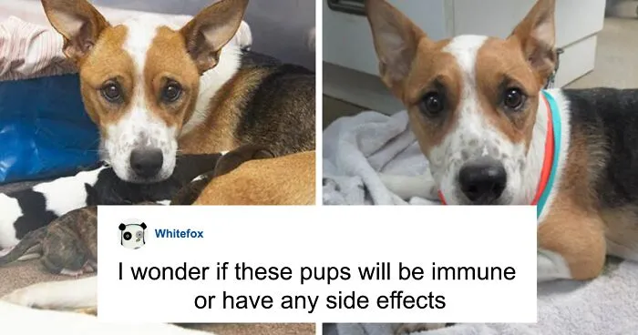 Dog Gives Birth To 7 Puppies On The Way To The Hospital Where She Was Taken Because Of A Rattlesnake Bite