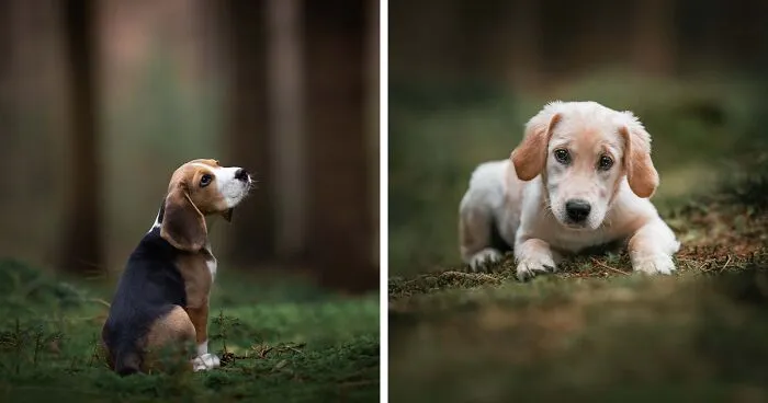 19 Pictures Of Adorable Puppies I've Photographed