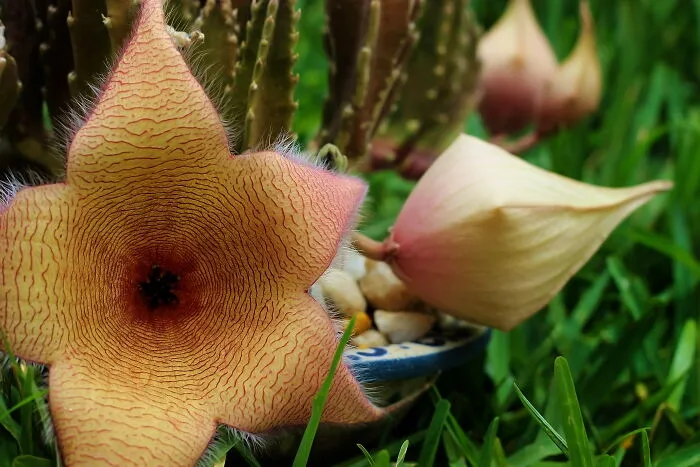 Carrion Plant (Stapelia Gigantea)