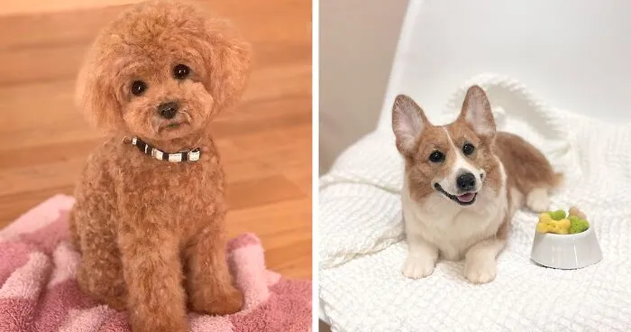 This Artist Creates Such Adorable Animals, It’s Hard To Believe They’re Made Of Wool (23 New Pics)