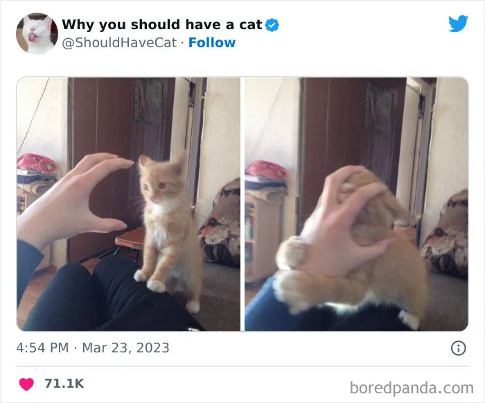 Esta cuenta de Twitter publicó 50 imágenes graciosas y adorables que nos muestran por qué deberíamos adoptar un gato