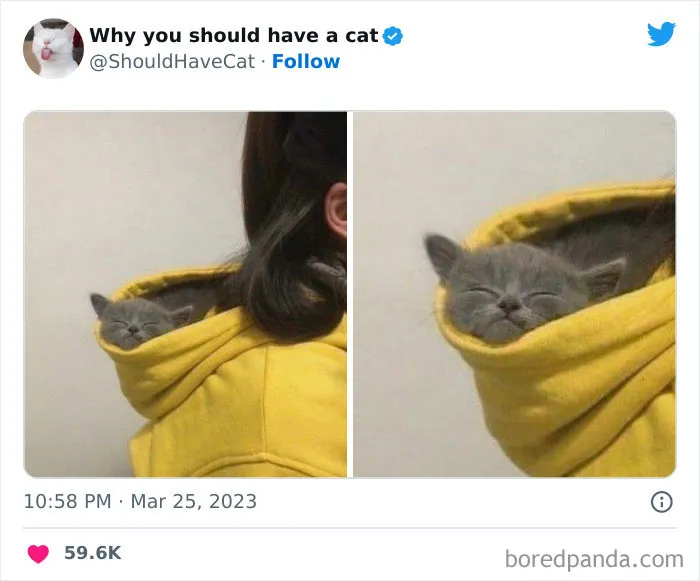 This Twitter Account Shares "Reasons" Why You Should Have A Cat, And Here Are 50 Of The Top Ones