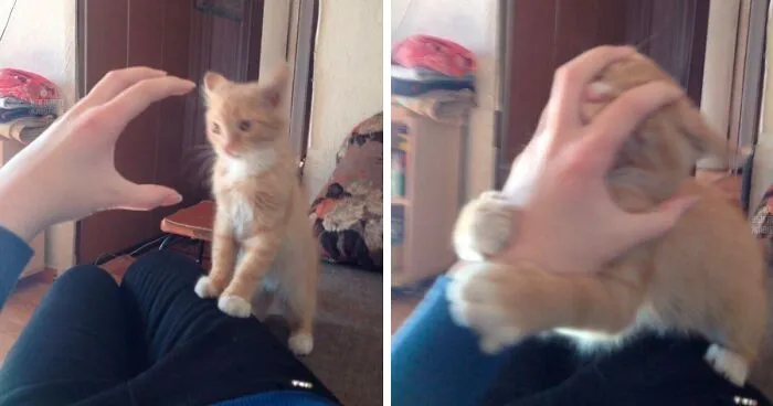 This Twitter Account Shares "Reasons" Why You Should Have A Cat, And Here Are 50 Of The Top Ones