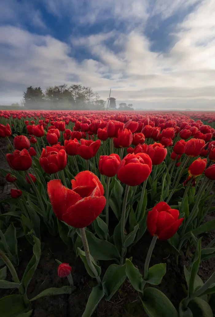 27 Photos Of Tulips In The Netherlands That I Took (New Pics)