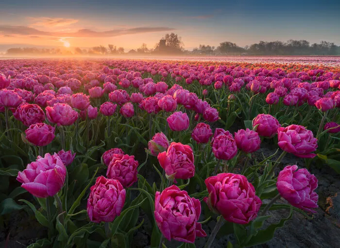 27 Photos Of Tulips In The Netherlands That I Took (New Pics)