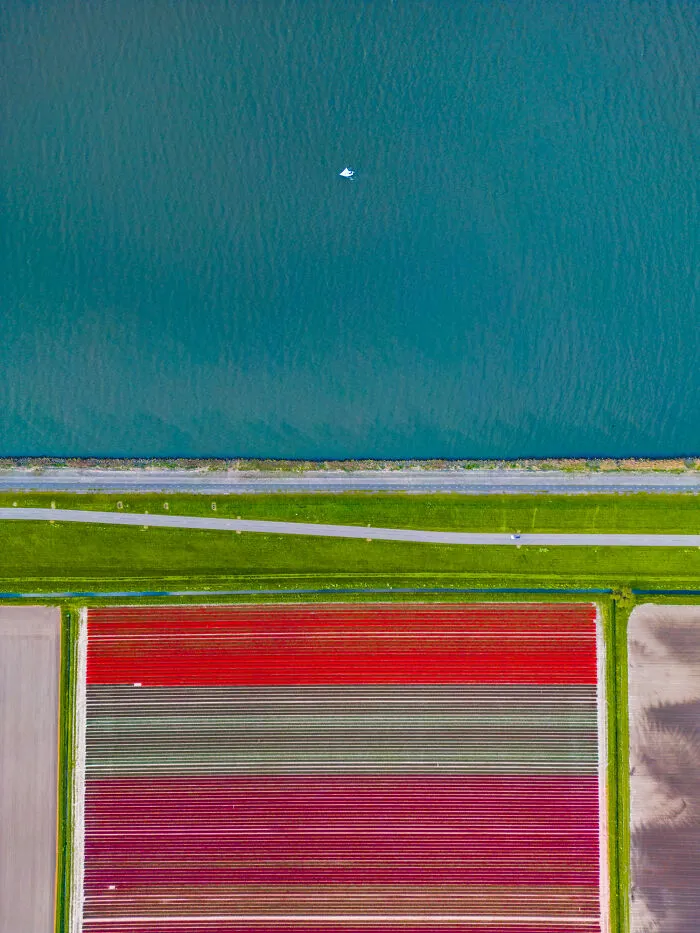 27 Photos Of Tulips In The Netherlands That I Took (New Pics)