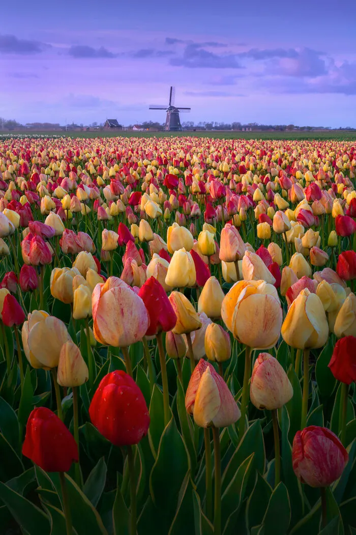 27 Photos Of Tulips In The Netherlands That I Took (New Pics)