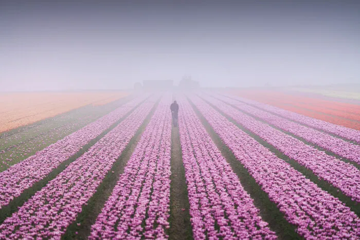 27 Photos Of Tulips In The Netherlands That I Took (New Pics)