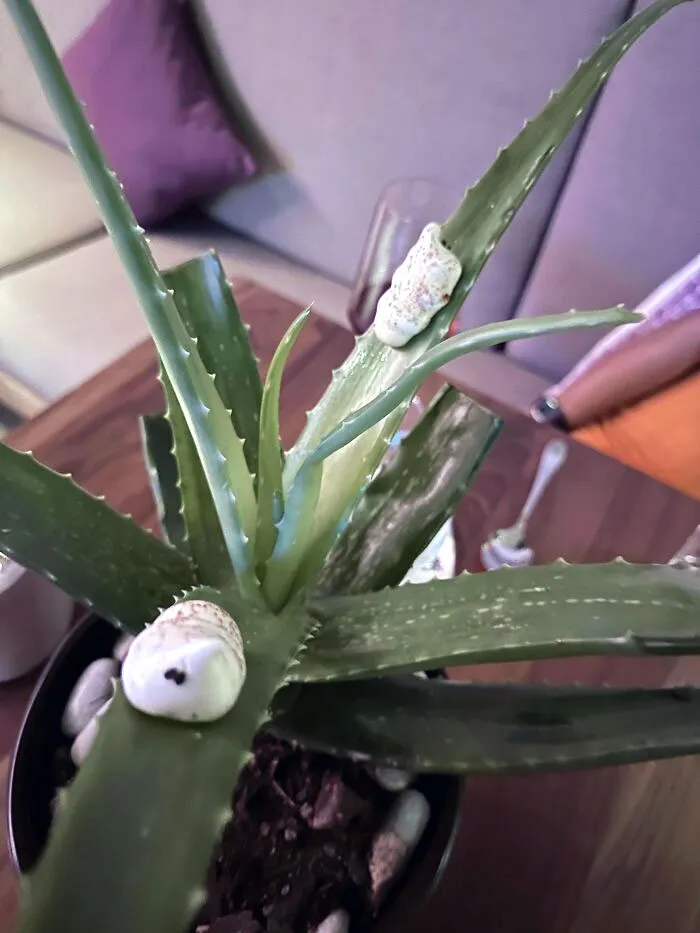 "Gusanos" de malvavisco servidos en una planta