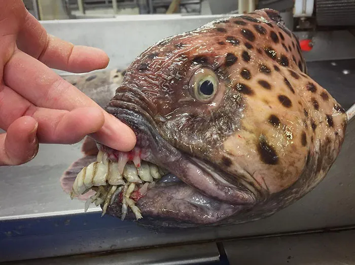 Una de las criaturas más extrañas de las profundidades marinas