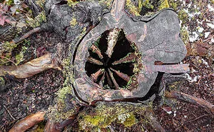 These 50 People Came Across The Most Horrific Things Mother Nature Ever Produced, Took Pics And Shared Them Online