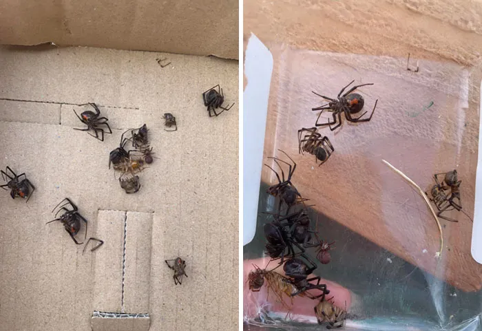 Acabo de comprar una camioneta de un amigo hace unas semanas, seguían habiendo telarañas en la camioneta y decidí fumigarla. Encontré estas