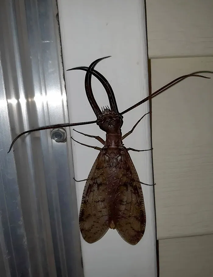 Acolote macho gigante