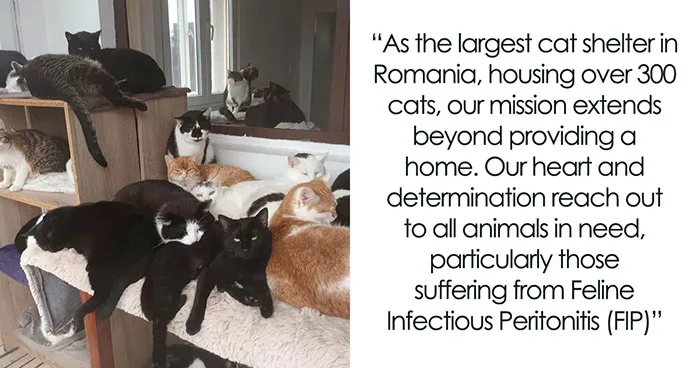 We Are Running Romania's Largest Cat Shelter With 300+ Cats Who Are In Need Of Help Everyday