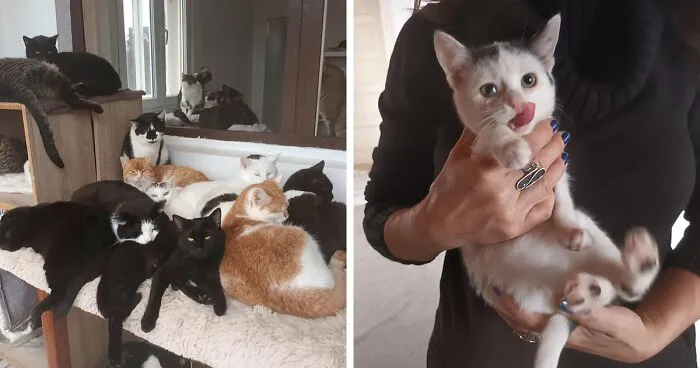 We Are Running Romania's Largest Cat Shelter With 300+ Cats Who Are In Need Of Help Everyday