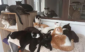 We Are Running Romania's Largest Cat Shelter With 300+ Cats Who Are In Need Of Help Everyday