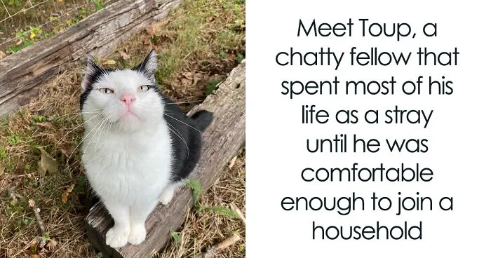A Friendship That Lasted For Almost A Decade Resulted In This Senior Feral Cat Becoming An Indoor Pet