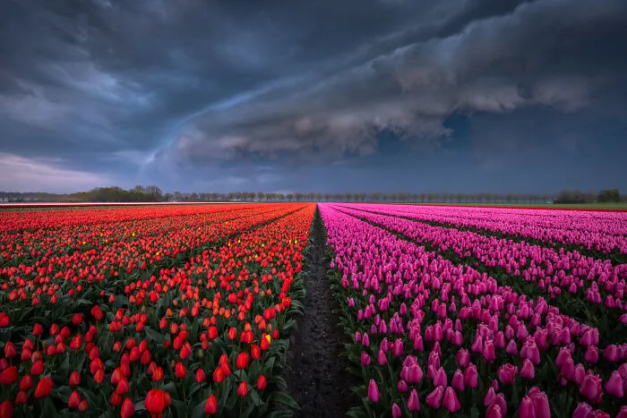 27 Photos Of Tulips In The Netherlands That I Took (New Pics)