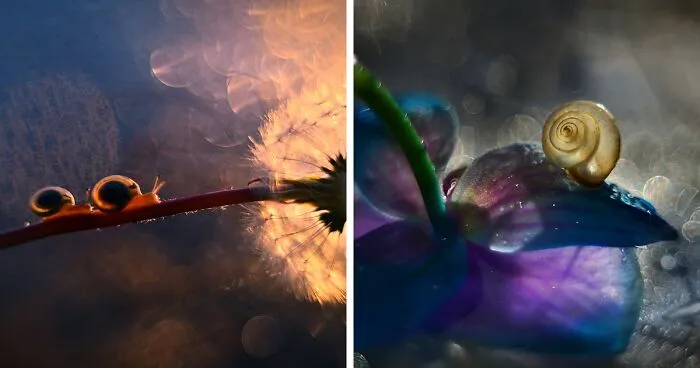 I Observed Snails In The Sun, Here Are 25 Pics That I Took Of These Captivating Beings