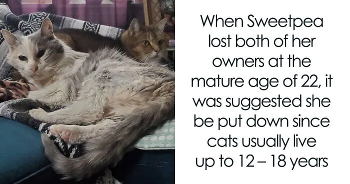 This Elder Cat Has Outlived Her Previous Owners And Now Lives With 2 Other Cats That Are Each A Decade Apart