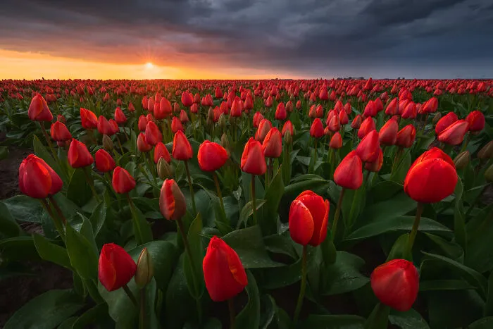 27 Photos Of Tulips In The Netherlands That I Took (New Pics)