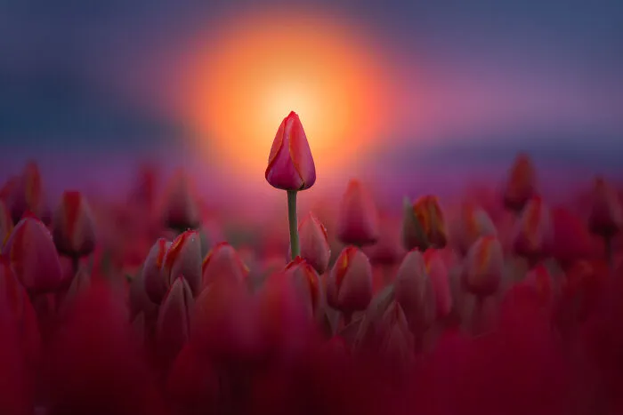 27 Photos Of Tulips In The Netherlands That I Took (New Pics)