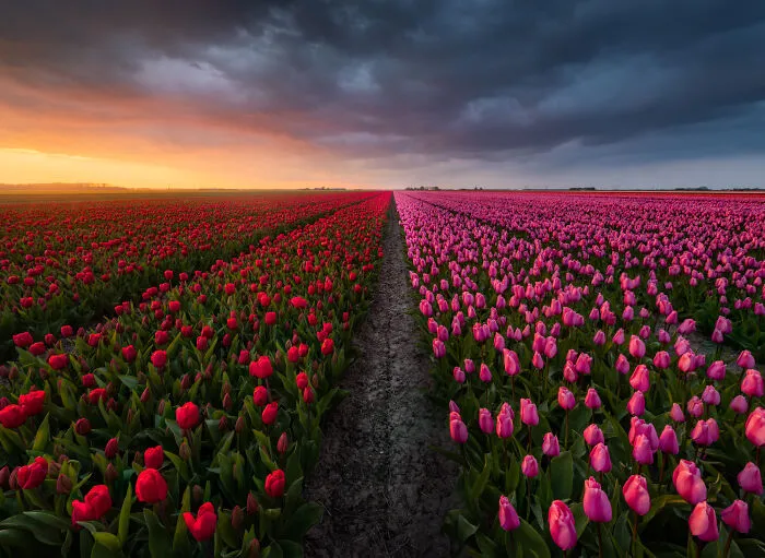27 Photos Of Tulips In The Netherlands That I Took (New Pics)