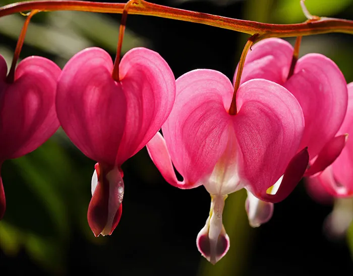 Bleeding Heart (Lamprocapnos Spectabilis)