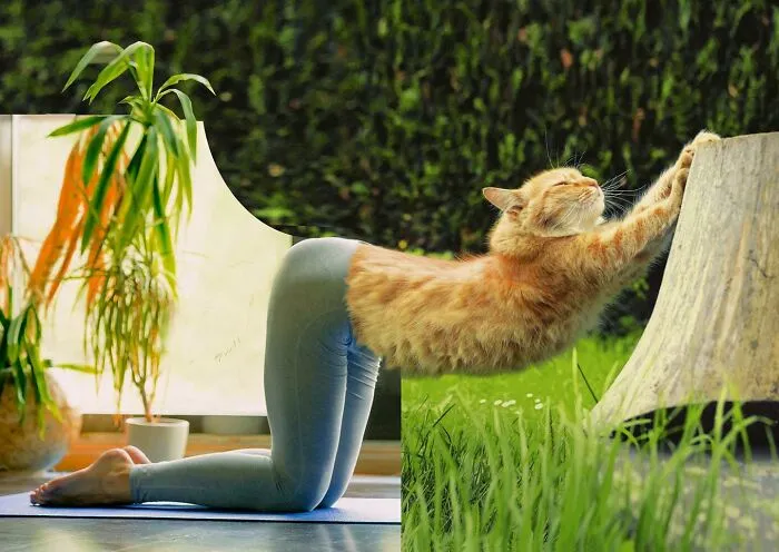 This Artist Creates Peculiar Collages Featuring Cat Photos, And Here Are His 30 Best Works