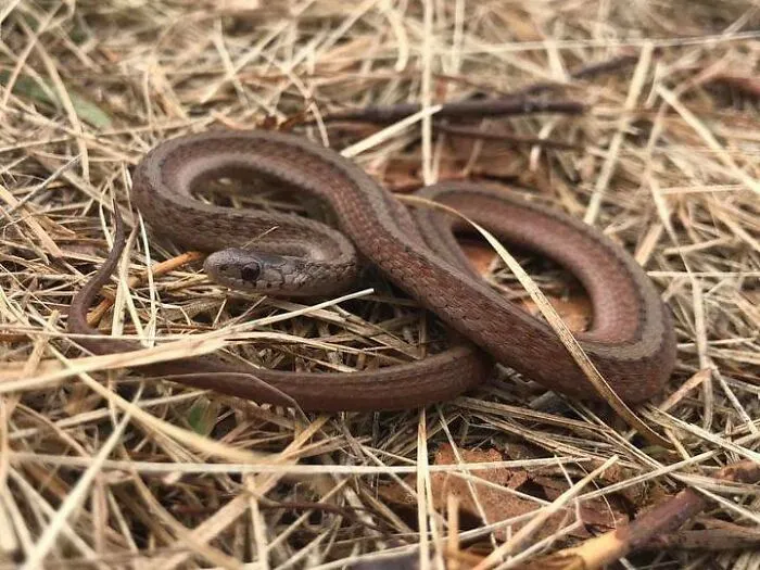 "Me encontré una oreja cortada": 20 historias aterradoras vividas por la gente en los bosques