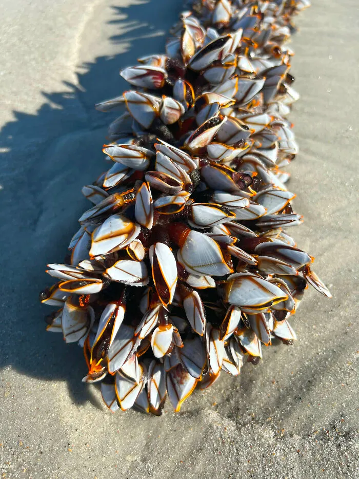 Gooseneck Barnacles ($500 Per Kilogram)