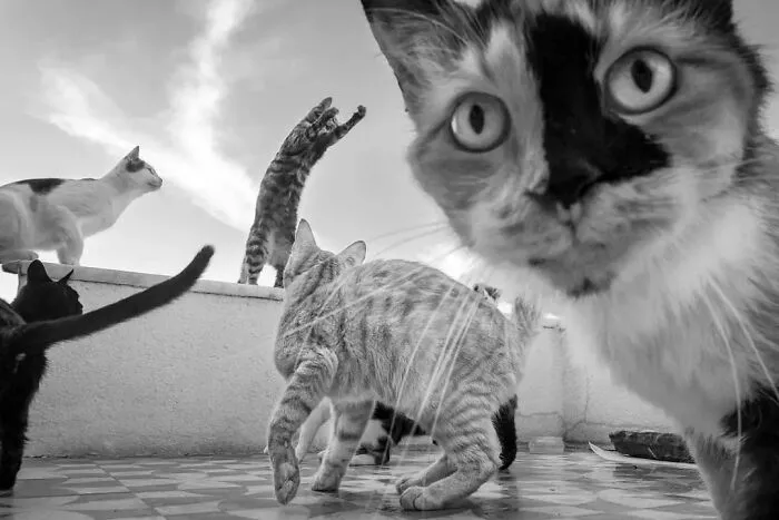 Las 35 mejores imágenes de animales compartidas por esta página de Instagram