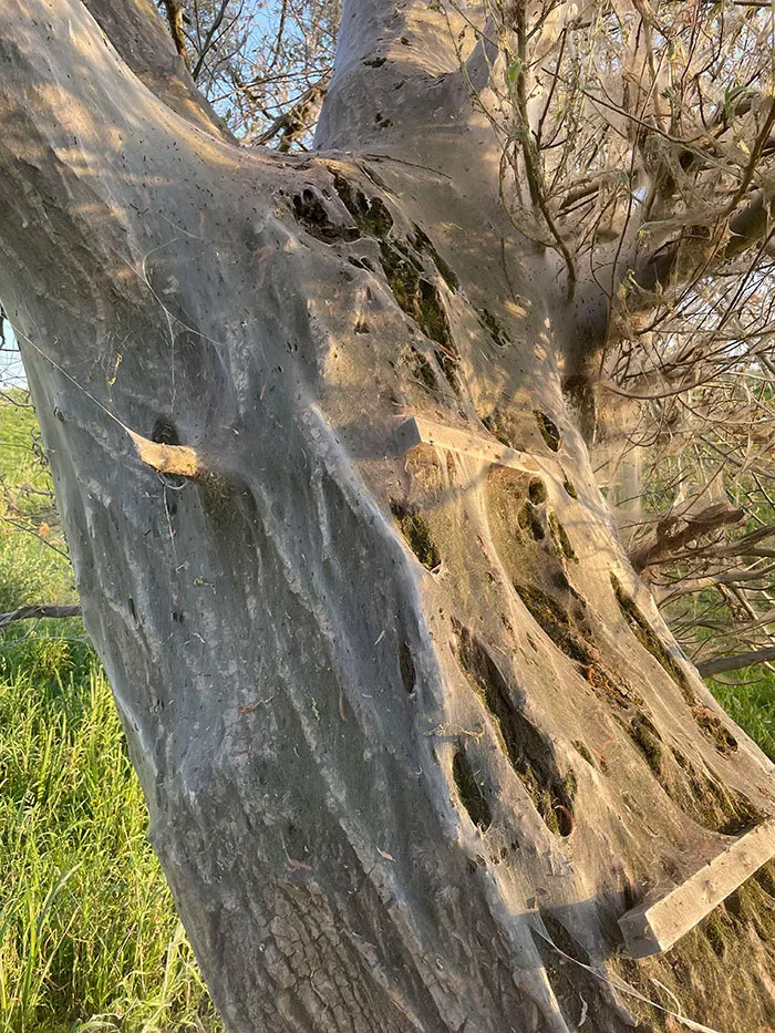Árbol cubierto de telaraña