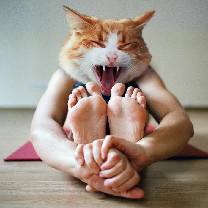 This Artist Creates Peculiar Collages Featuring Cat Photos, And Here Are His 30 Best Works